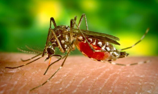 Aedes