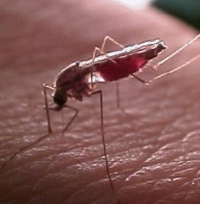 Anopheles