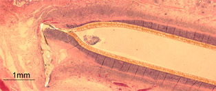 guinea pig granuloma photo