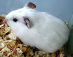 guinea pig photo