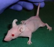 SKH1 mouse