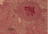 guinea pig granuloma photo
