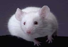 mouse photo